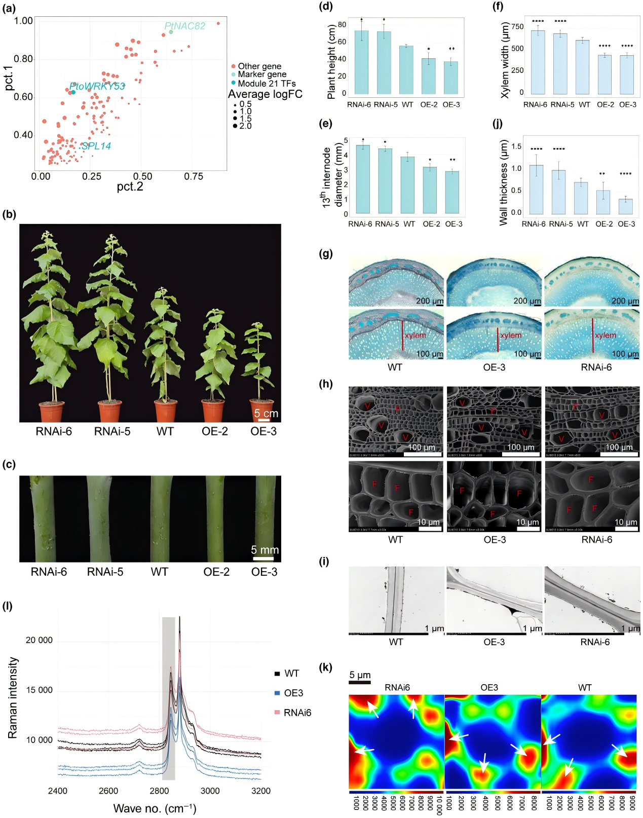DAP-seq助力揭示杨树次生维管系统发育遗传调控机制