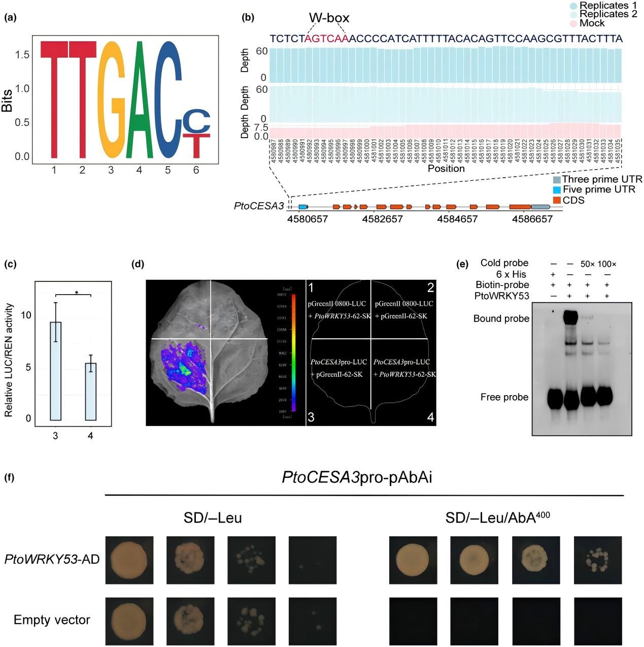 DAP-seq助力揭示杨树次生维管系统发育遗传调控机制
