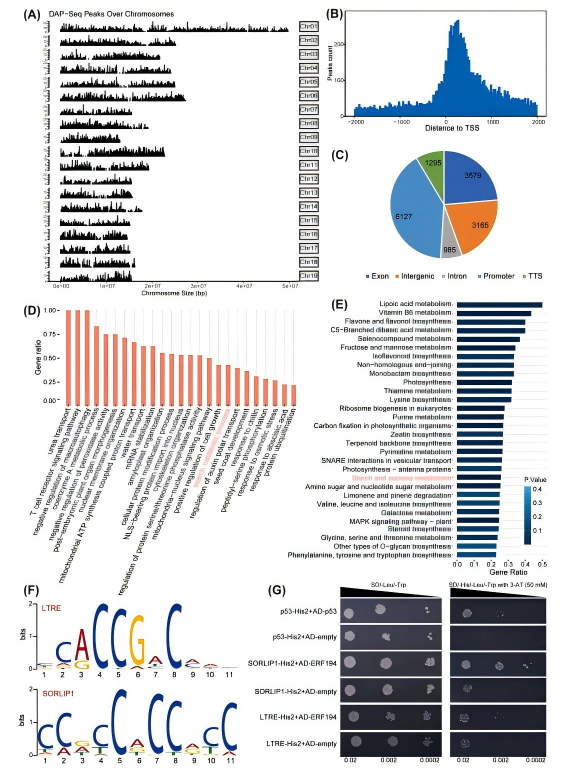 圖六.png Ind Crop Prod(IF=6.2)|DAP-seq助力揭示ERF194調控楊樹葉片發育的機制