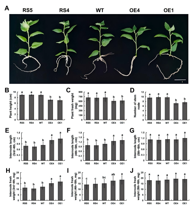 圖2.png DAP-seq助力揭示PagHSF4調控楊樹生長發育與耐鹽性的分子機制
