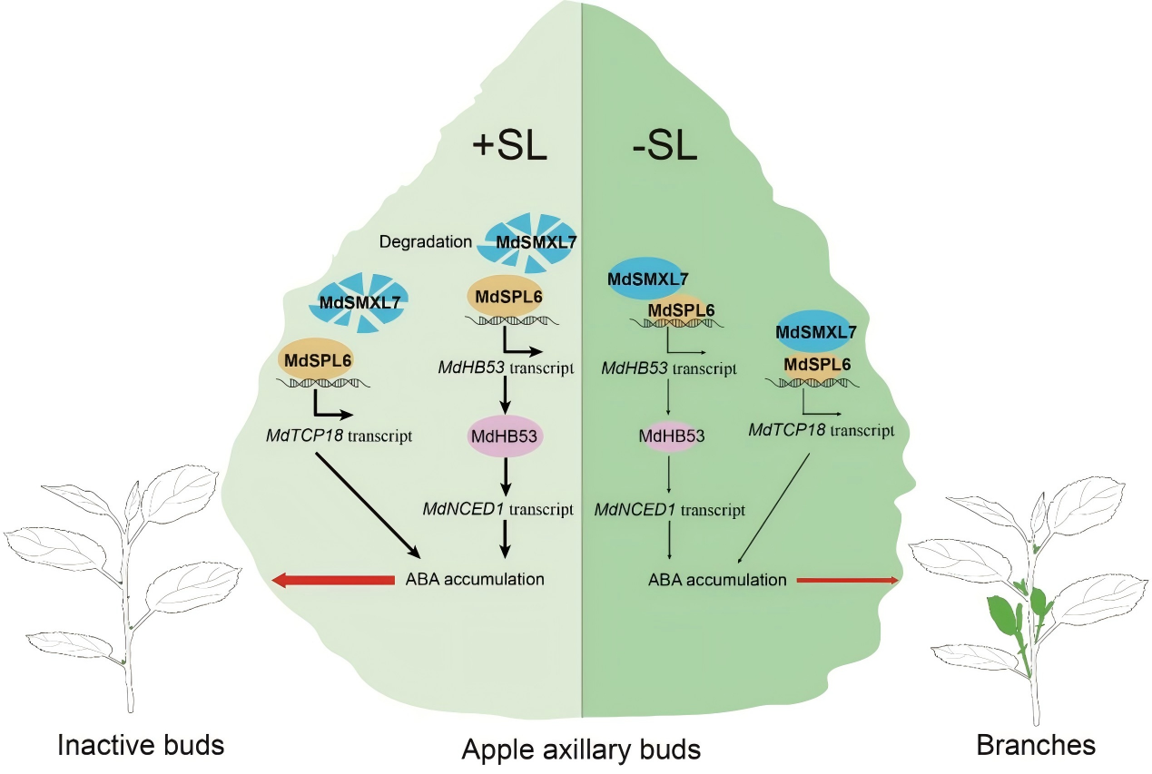 图8.png DAP-seq技术助力揭示独脚金内酯调控苹果腋芽生长的分子机制
