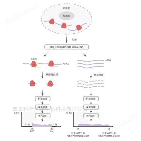 ����RNA����